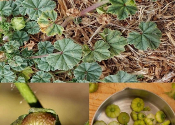 Erkundung der gesundheitlichen und medizinischen Vorteile von Malven