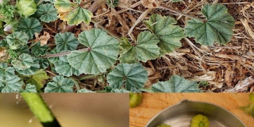 Erkundung der gesundheitlichen und medizinischen Vorteile von Malven