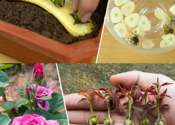 Die meisten Menschen wissen nicht, wie man Rosen aus Knospen züchtet