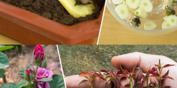 Die meisten Menschen wissen nicht, wie man Rosen aus Knospen züchtet