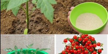 Riesige Tomaten im Garten, verrückt: nur ein Löffel dieser Zutat | Alle Gärtner machen es