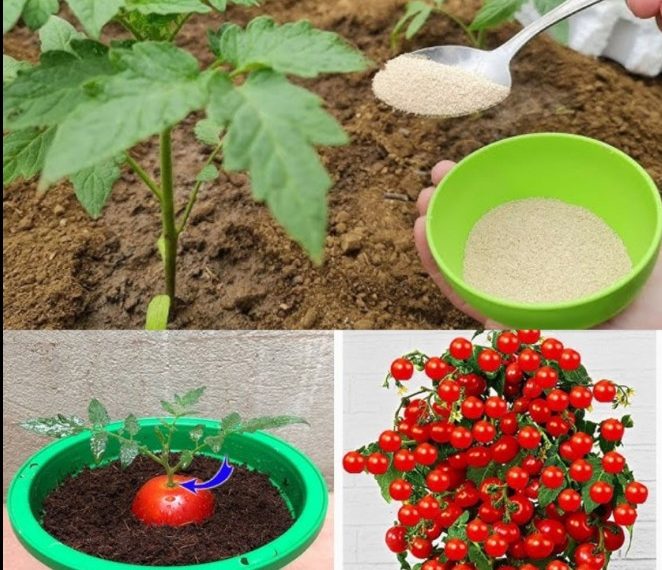Riesige Tomaten im Garten, verrückt: nur ein Löffel dieser Zutat | Alle Gärtner machen es