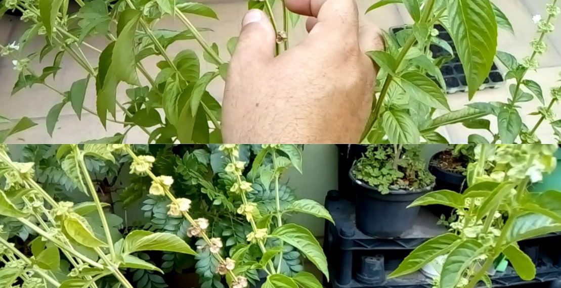 Wenn Ihr Basilikum Blüten an den Spitzen hat, werfen Sie diese nicht weg: Sie sind Gold wert, wenn Sie sie so verwenden