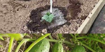 Mit dieser Zutat wachsen Gurken im Handumdrehen: Gießen Sie sie über die Sprossen