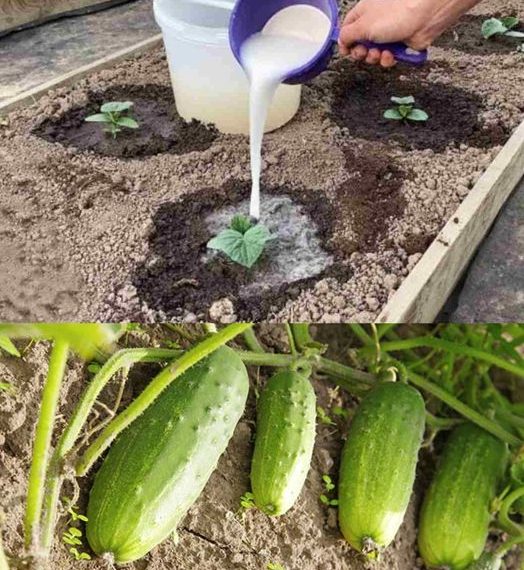 Mit dieser Zutat wachsen Gurken im Handumdrehen: Gießen Sie sie über die Sprossen