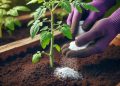 Backpulver ist der beste Freund des Gärtners: Hier sind 10 clevere Verwendungsmöglichkeiten im Garten