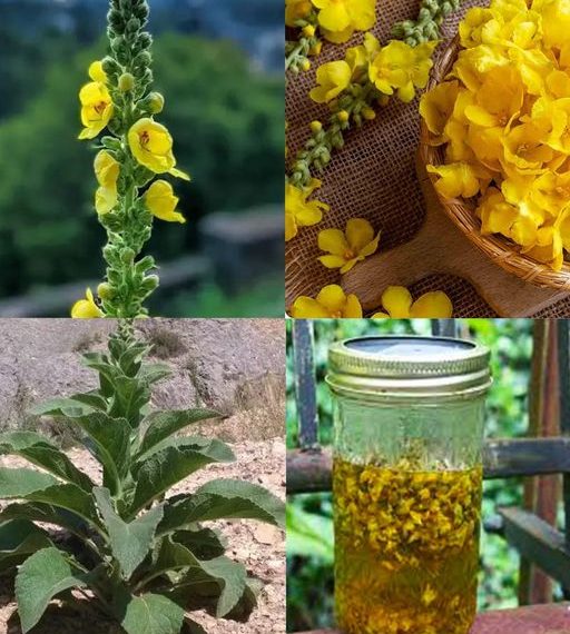 Königskerzenblüten: Einfache Geheimnisse für natürliche Heilung und Wohlbefinden