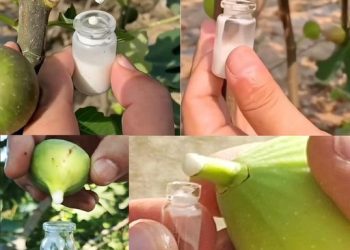Die Kraft des Feigensafts nutzen: Ein DIY-Leitfaden
