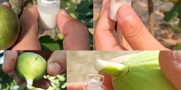 Die Kraft des Feigensafts nutzen: Ein DIY-Leitfaden