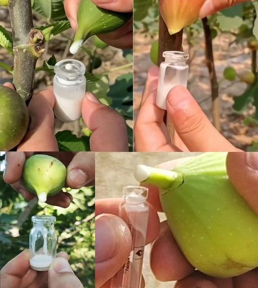 Die Kraft des Feigensafts nutzen: Ein DIY-Leitfaden