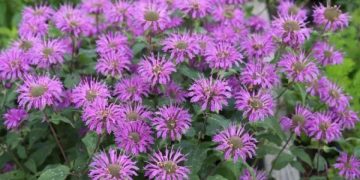 Weder Lavendel noch Minze, das ist die Pflanze, die Sie auf Ihren Balkon stellen sollten, um Mücken abzuschrecken