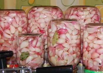 Eingelegter Knoblauch ohne Einmachen, der über das ganze Jahr genutzt werden kann und wie ein frischer ist