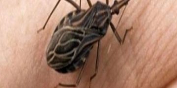 wenden Sie sich sofort an einen Spezialisten.