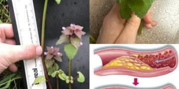 Sie haben diese Pflanze wahrscheinlich schon überall wachsen sehen … ohne auch nur eine Ahnung von ihrer unerwarteten Kraft zu haben