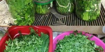 So bleibt Petersilie monatelang frisch und frisch