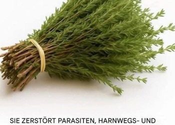 Die Wunderpflanze: Ein natürliches Kraftpaket gegen Parasiten, Harnwegsinfekte, Herpes und Grippeviren