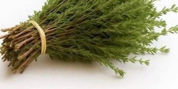 Die Wunderpflanze: Ein natürliches Kraftpaket gegen Parasiten, Harnwegsinfekte, Herpes und Grippeviren