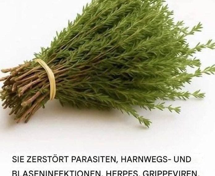 Die Wunderpflanze: Ein natürliches Kraftpaket gegen Parasiten, Harnwegsinfekte, Herpes und Grippeviren