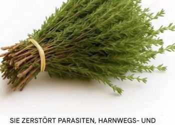 Die Wunderpflanze: Ein natürliches Kraftpaket gegen Parasiten, Harnwegsinfekte, Herpes und Grippeviren