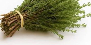 Die Wunderpflanze: Ein natürliches Kraftpaket gegen Parasiten, Harnwegsinfekte, Herpes und Grippeviren