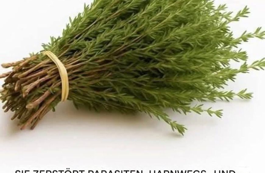 Die Wunderpflanze: Ein natürliches Kraftpaket gegen Parasiten, Harnwegsinfekte, Herpes und Grippeviren