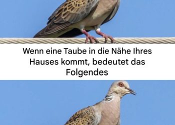 Eine Taube in der Nähe des Hauses: spirituelle Bedeutung und Gründe für ihre Anwesenheit…