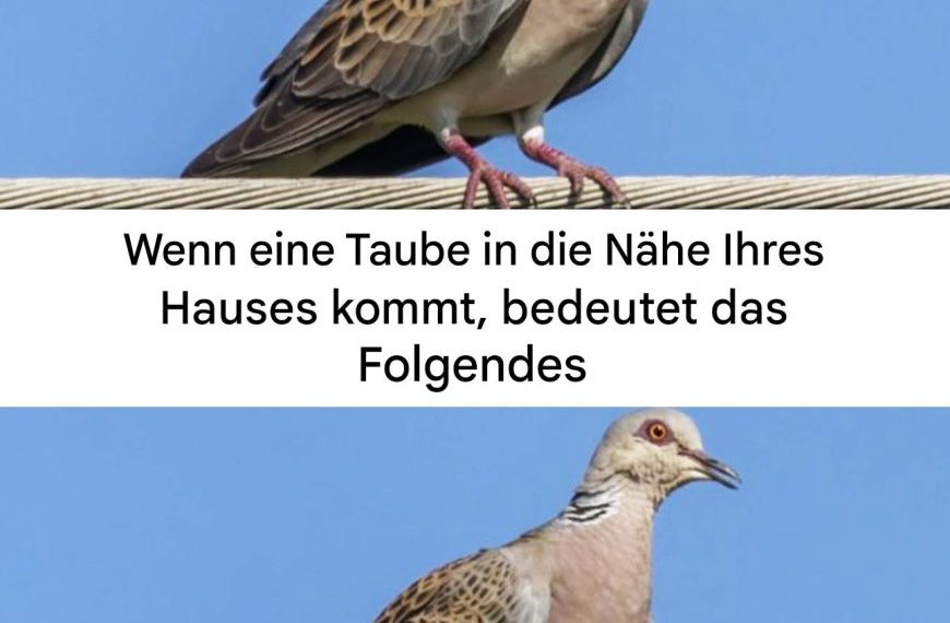Eine Taube in der Nähe des Hauses: spirituelle Bedeutung und Gründe für ihre Anwesenheit…