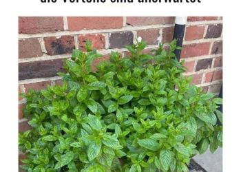 Warum du einen Minz-Pflanze im Eingangsbereich haben solltest