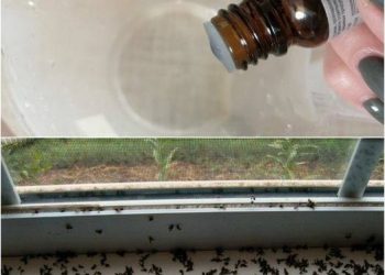 Ein paar Tropfen und keine einzige Fliege mehr im Haus: