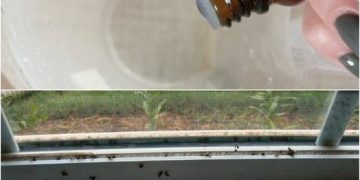 Ein paar Tropfen und keine einzige Fliege mehr im Haus: