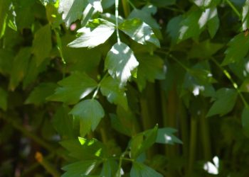 Vor ein paar Tagen habe ich Liebstöckelbutter gegessen. Selten so eine leckere Butter gegessen. Das Rezept möchte ich euch hier vorstellen.