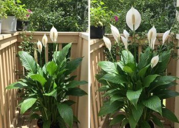 Schon eine Tasse lässt die Friedenslilie wie verrückt blühen (sogar die hässlichen)