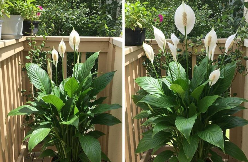 Schon eine Tasse lässt die Friedenslilie wie verrückt blühen (sogar die hässlichen)