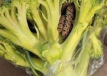 Überraschender Fund: