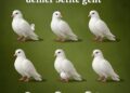 Die Botschaft der weißen Tauben