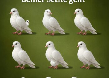 Die Botschaft der weißen Tauben