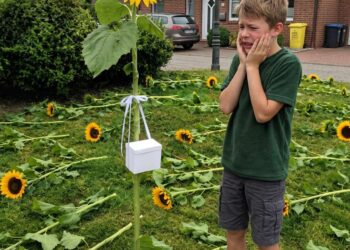 Die letzte Sonnenblume
