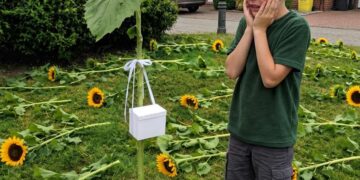 Die letzte Sonnenblume