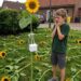 Die letzte Sonnenblume
